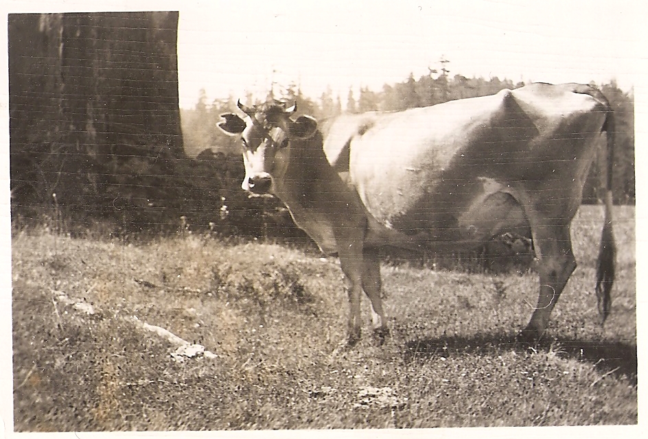 Cow (in California or Oregon perhaps?)